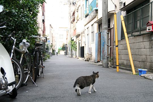 街のねこたち