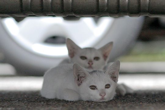 街のねこたち