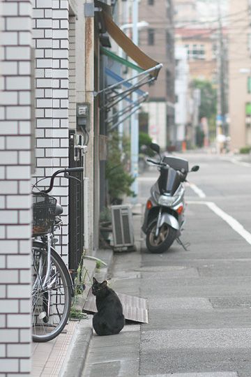 街のねこたち