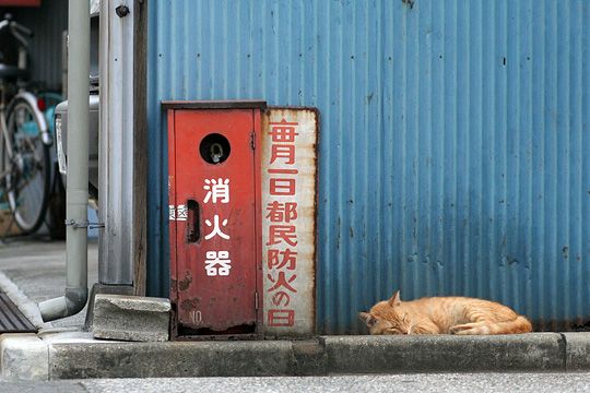 街のねこたち