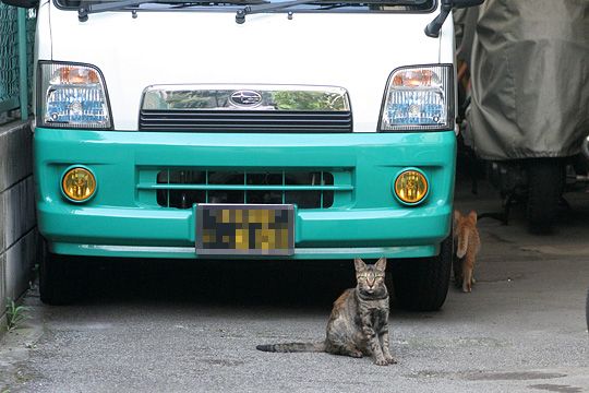 街のねこたち