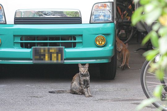 街のねこたち