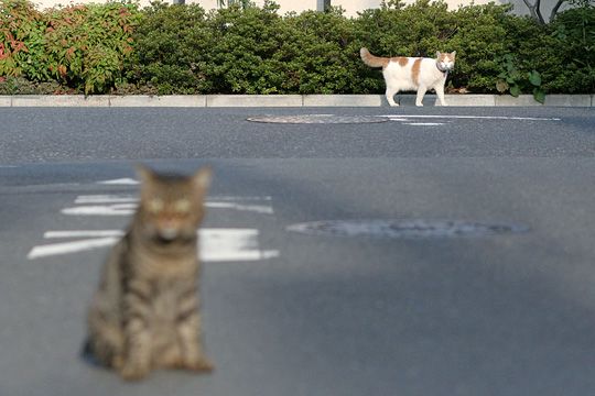 街のねこたち