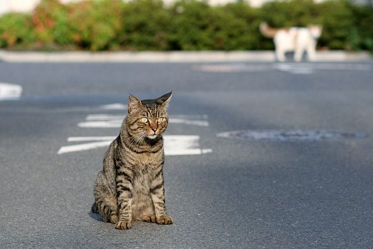 街のねこたち