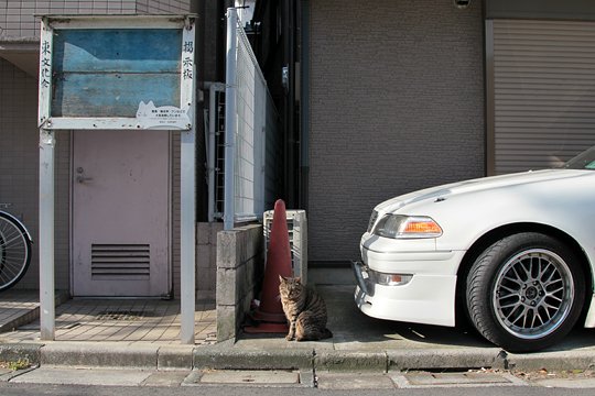 街のねこたち