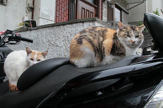 街のねこたち