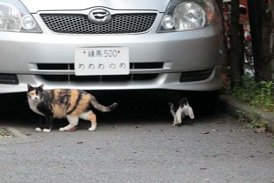 街のねこたち