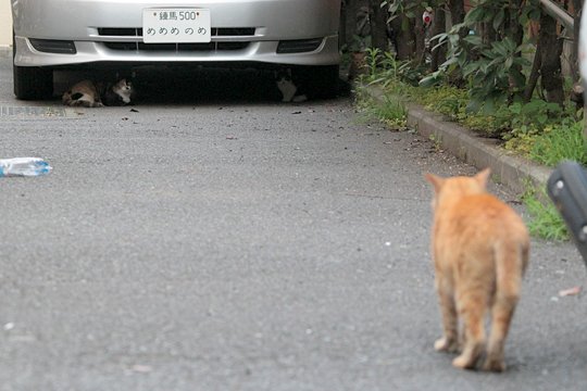 街のねこたち