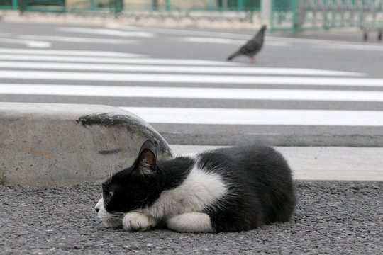 街のねこたち