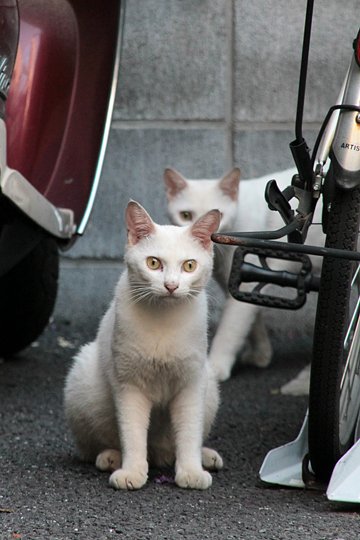 街のねこたち