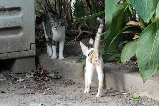 街のねこたち