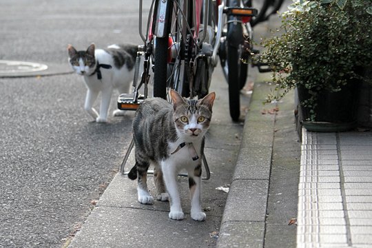 街のねこたち