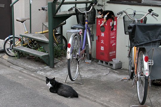 街のねこたち