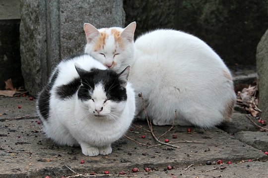 街のねこたち