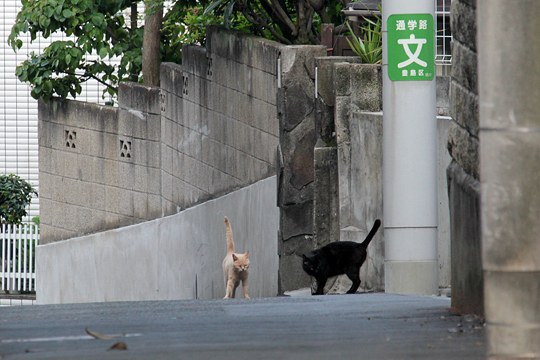 街のねこたち