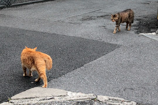 街のねこたち