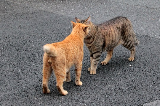 街のねこたち