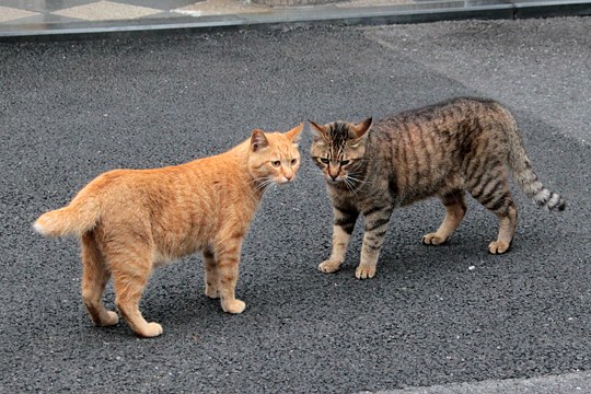 街のねこたち