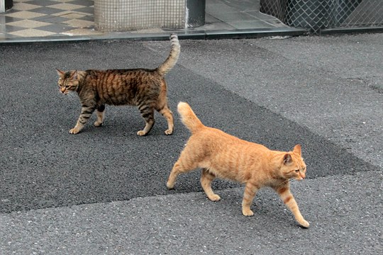 街のねこたち