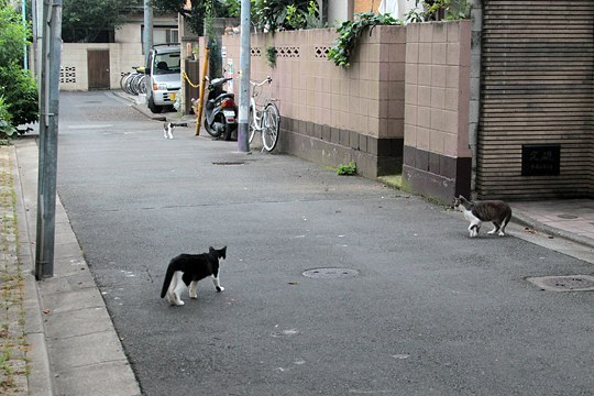 街のねこたち