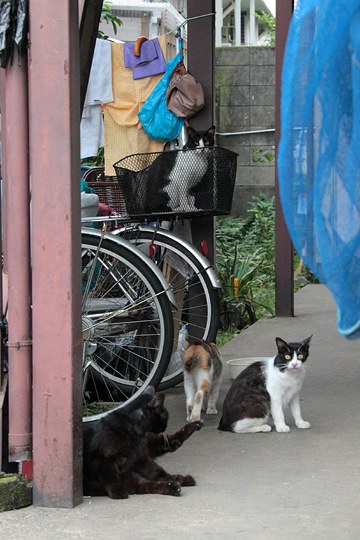 街のねこたち