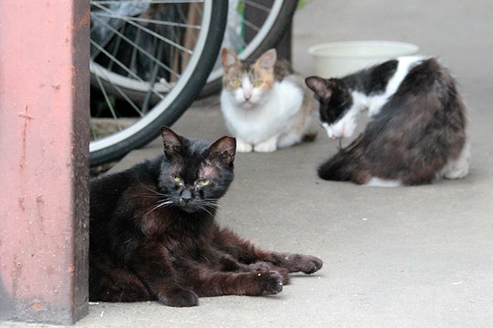 街のねこたち