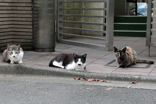 街のねこたち