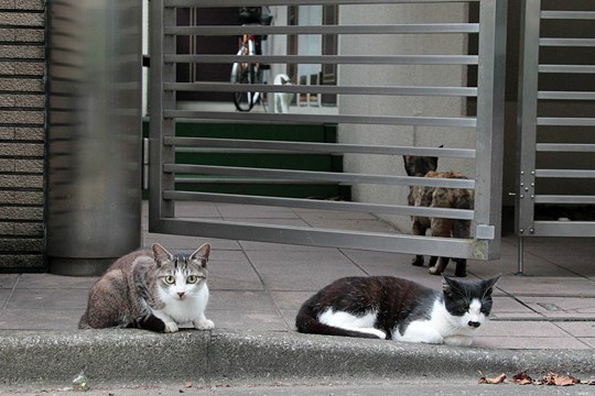 街のねこたち