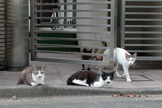 街のねこたち
