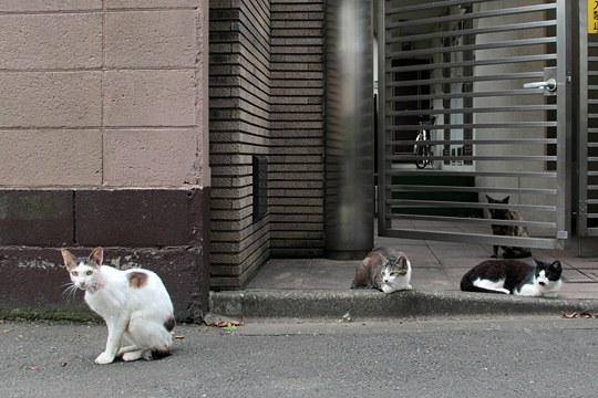 街のねこたち