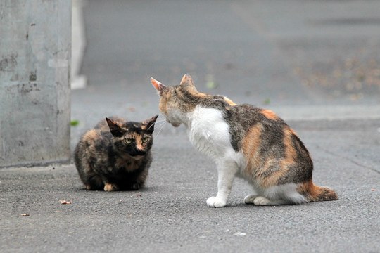 街のねこたち
