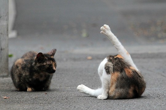 街のねこたち