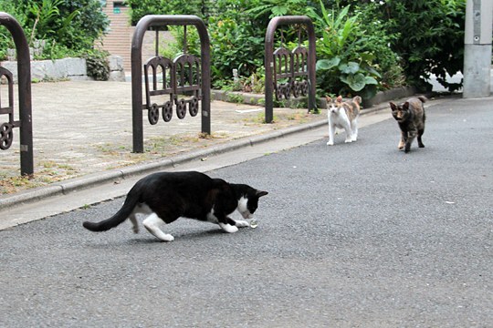 街のねこたち