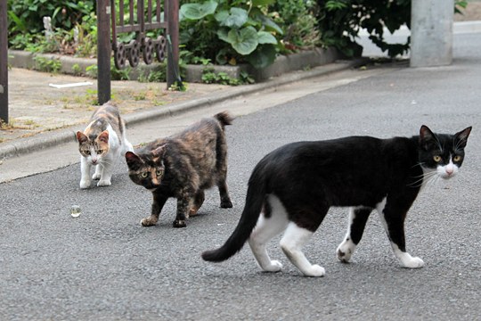 街のねこたち