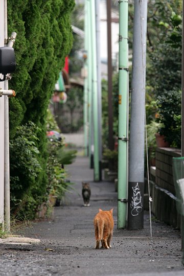街のねこたち
