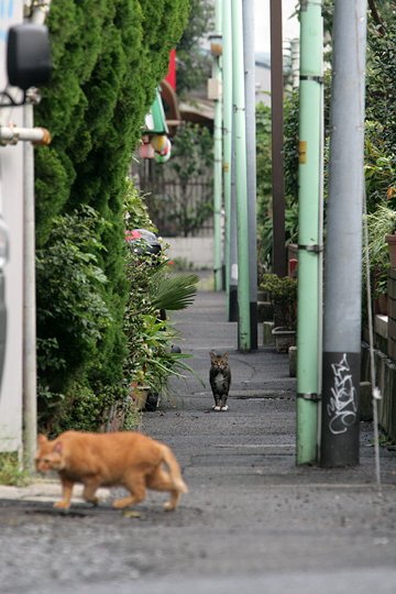 街のねこたち