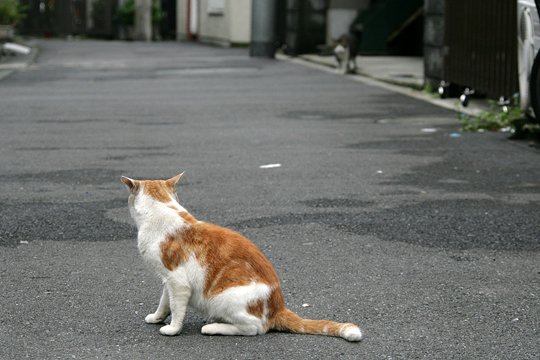 街のねこたち