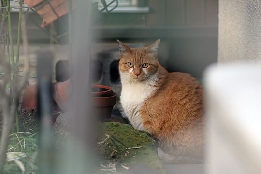 ねこ