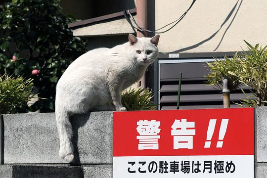 ねこ