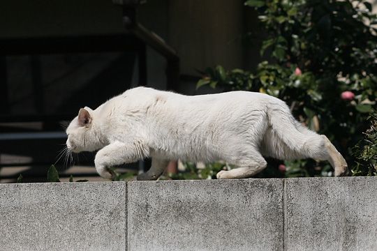 ねこ