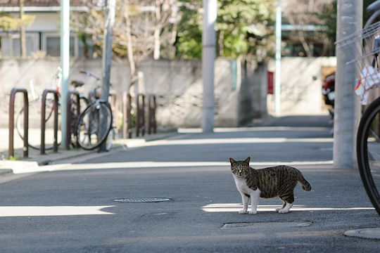 ねこ