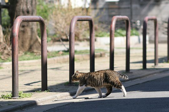 ねこ