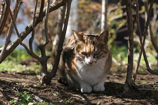 ねこ