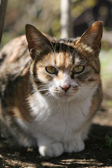 ねこ