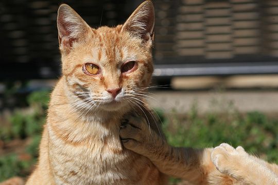 ねこ