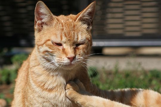 ねこ