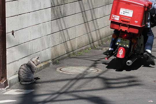 ねこ