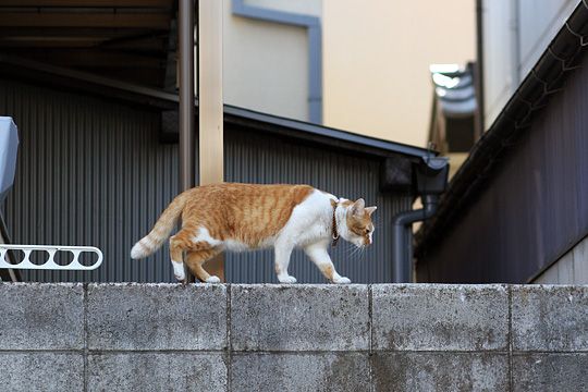 ねこ