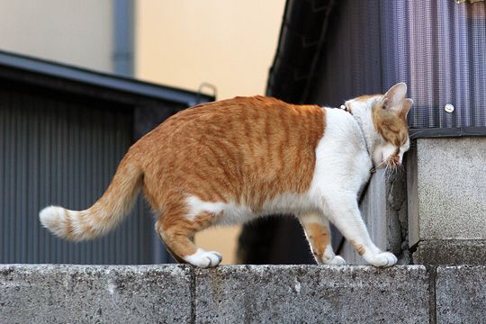 ねこ