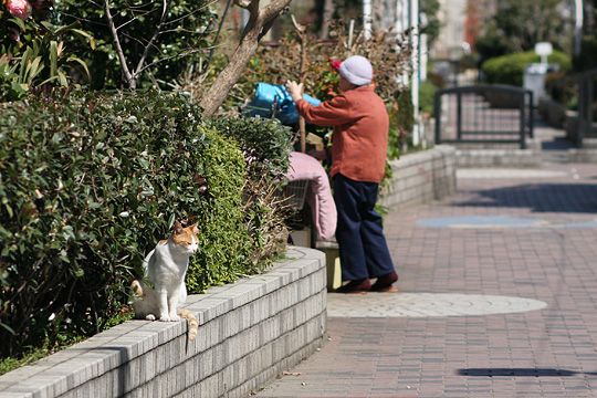 ねこ